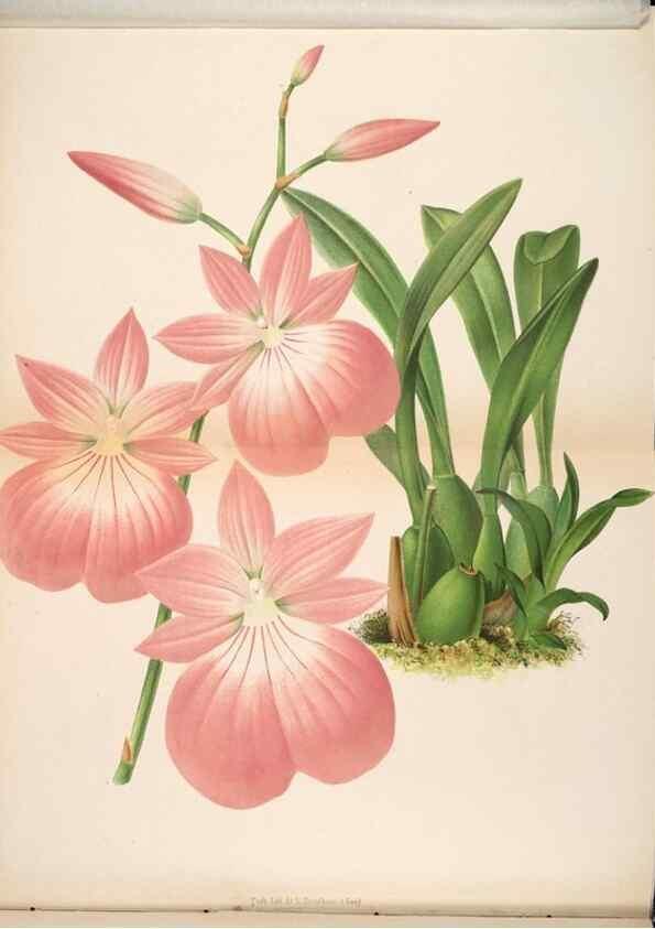 Reproducción/Reproduction 49690893196: L'Illustration horticole :. Gand, Belgium :Imprimerie et lithographie de F. et E. Gyselnyck,1854-1896.. 