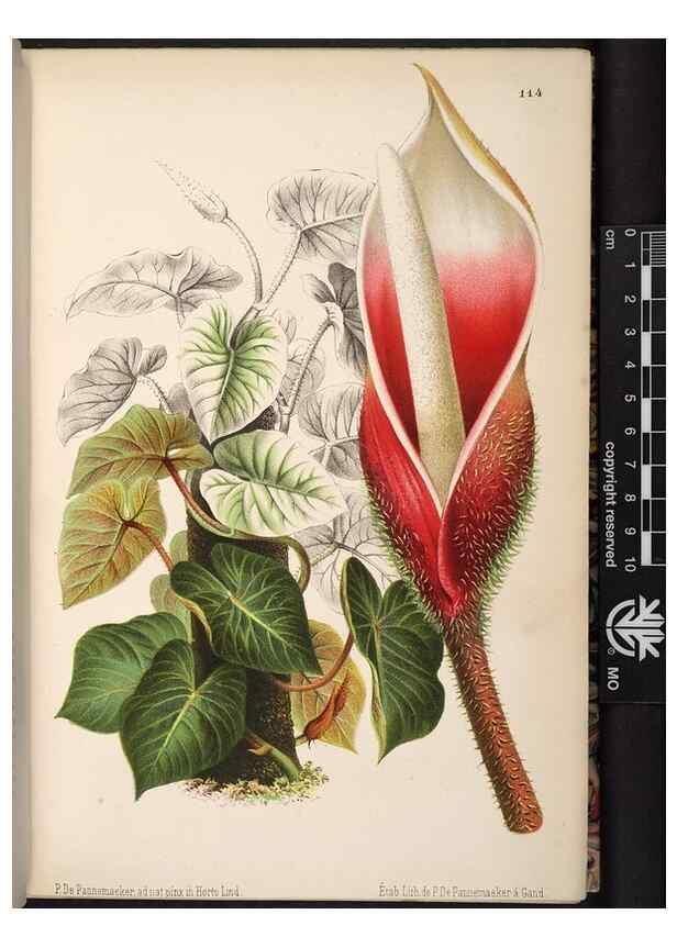 Reproducción/Reproduction 49691203667: L'Illustration horticole :. Gand, Belgium :Imprimerie et lithographie de F. et E. Gyselnyck,1854-1896.. 