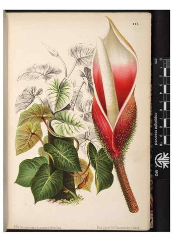 Reproducción/Reproduction 49691203667: L'Illustration horticole :. Gand, Belgium :Imprimerie et lithographie de F. et E. Gyselnyck,1854-1896.. 