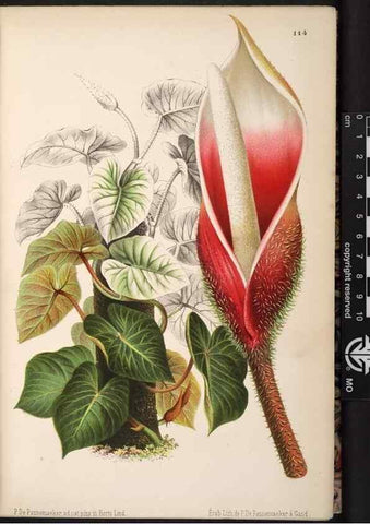Reproducción/Reproduction 49691203667: L'Illustration horticole :. Gand, Belgium :Imprimerie et lithographie de F. et E. Gyselnyck,1854-1896.. 