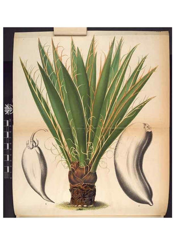 Reproducción/Reproduction 49690893786: L'Illustration horticole :. Gand, Belgium :Imprimerie et lithographie de F. et E. Gyselnyck,1854-1896.. 