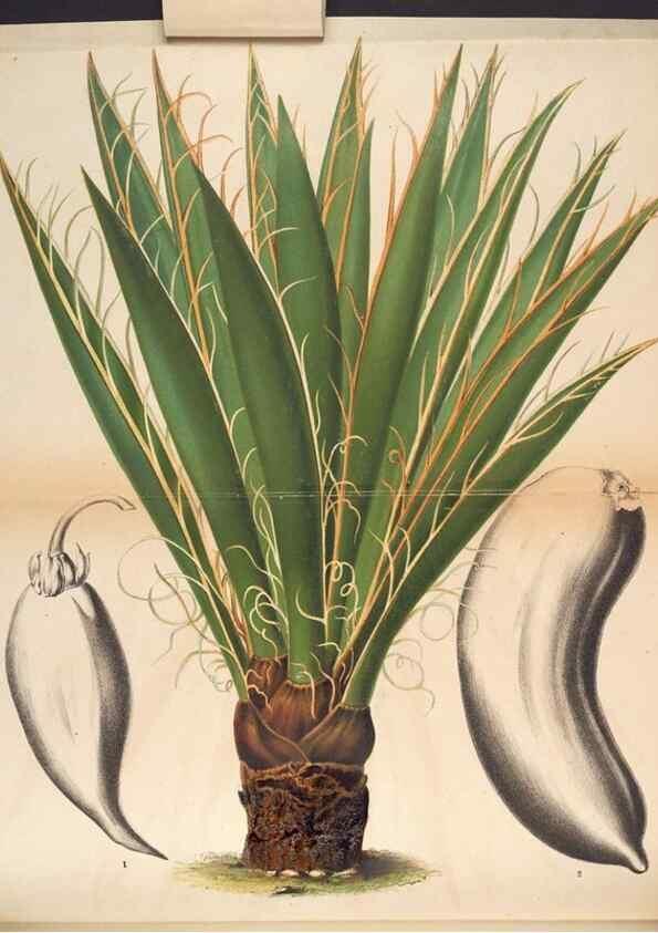 Reproducción/Reproduction 49690893786: L'Illustration horticole :. Gand, Belgium :Imprimerie et lithographie de F. et E. Gyselnyck,1854-1896.. 