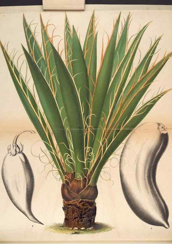 Reproducción/Reproduction 49690893786: L'Illustration horticole :. Gand, Belgium :Imprimerie et lithographie de F. et E. Gyselnyck,1854-1896.. 