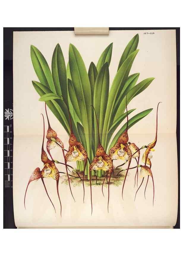 Reproducción/Reproduction 49690361033: L'Illustration horticole :. Gand, Belgium :Imprimerie et lithographie de F. et E. Gyselnyck,1854-1896.. 