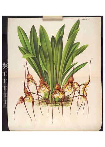 Reproducción/Reproduction 49690361033: L'Illustration horticole :. Gand, Belgium :Imprimerie et lithographie de F. et E. Gyselnyck,1854-1896.. 