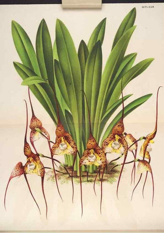 Reproducción/Reproduction 49690361033: L'Illustration horticole :. Gand, Belgium :Imprimerie et lithographie de F. et E. Gyselnyck,1854-1896.. 