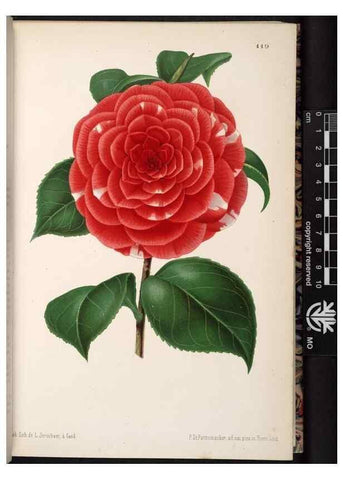 Reproducción/Reproduction 49690894431: L'Illustration horticole :. Gand, Belgium :Imprimerie et lithographie de F. et E. Gyselnyck,1854-1896.. 