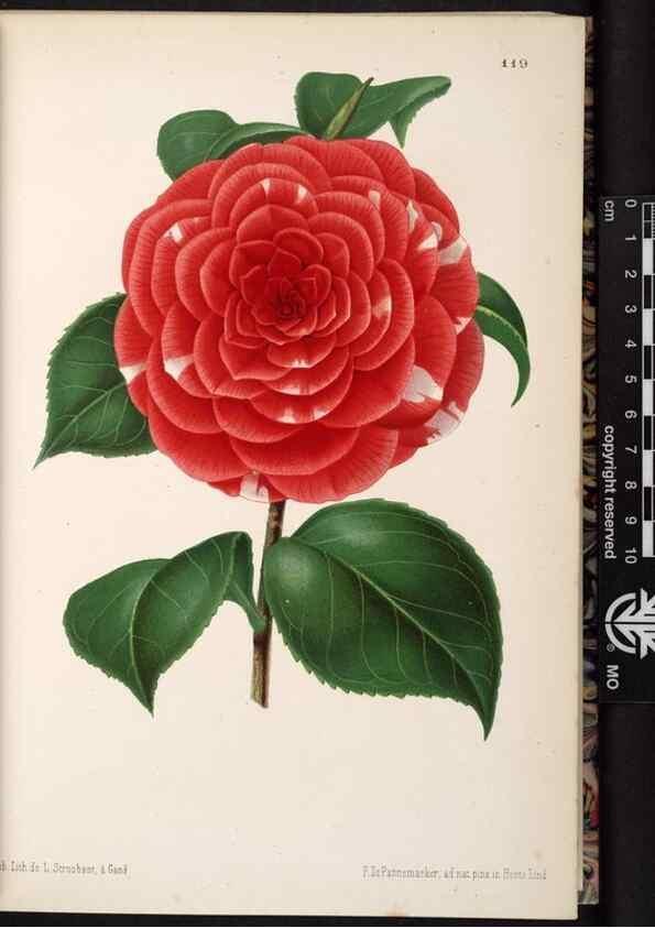 Reproducción/Reproduction 49690894431: L'Illustration horticole :. Gand, Belgium :Imprimerie et lithographie de F. et E. Gyselnyck,1854-1896.. 