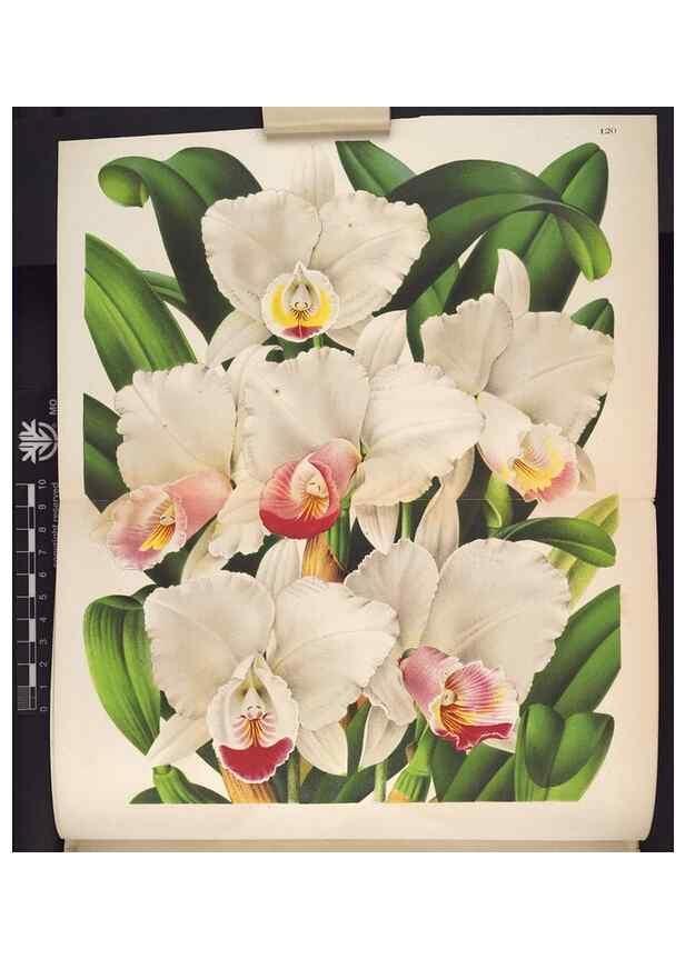 Reproducción/Reproduction 49691205057: L'Illustration horticole :. Gand, Belgium :Imprimerie et lithographie de F. et E. Gyselnyck,1854-1896.. 