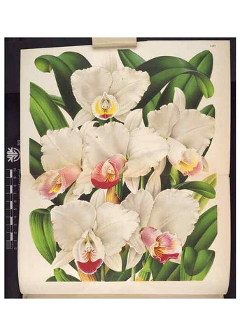 Reproducción/Reproduction 49691205057: L'Illustration horticole :. Gand, Belgium :Imprimerie et lithographie de F. et E. Gyselnyck,1854-1896.. 
