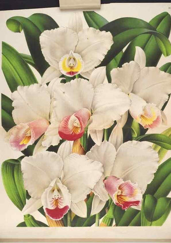 Reproducción/Reproduction 49691205057: L'Illustration horticole :. Gand, Belgium :Imprimerie et lithographie de F. et E. Gyselnyck,1854-1896.. 