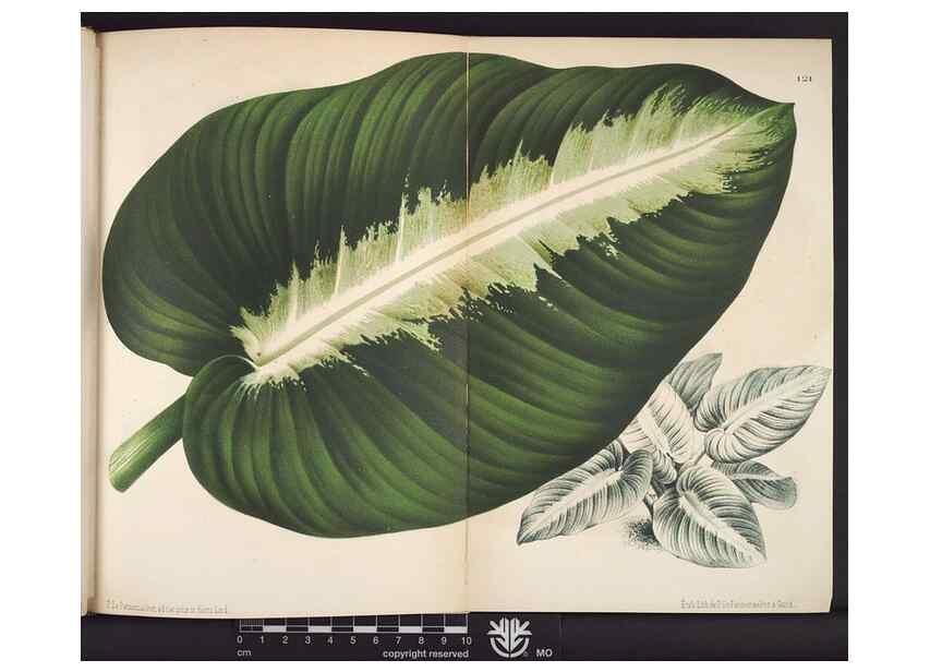 Reproducción/Reproduction 49690895096: L'Illustration horticole :. Gand, Belgium :Imprimerie et lithographie de F. et E. Gyselnyck,1854-1896.. 