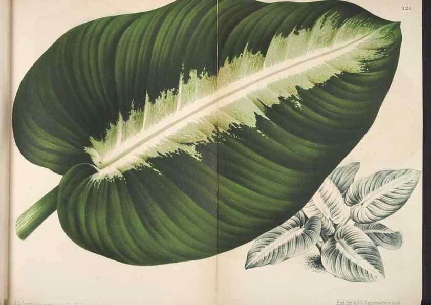 Reproducción/Reproduction 49690895096: L'Illustration horticole :. Gand, Belgium :Imprimerie et lithographie de F. et E. Gyselnyck,1854-1896.. 
