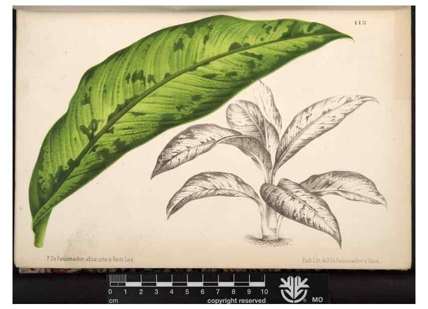 Reproducción/Reproduction 49690359633: L'Illustration horticole :. Gand, Belgium :Imprimerie et lithographie de F. et E. Gyselnyck,1854-1896.. 