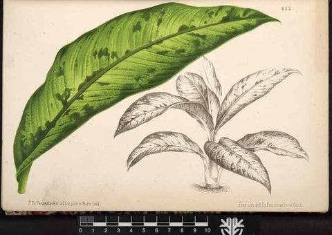 Reproducción/Reproduction 49690359633: L'Illustration horticole :. Gand, Belgium :Imprimerie et lithographie de F. et E. Gyselnyck,1854-1896.. 
