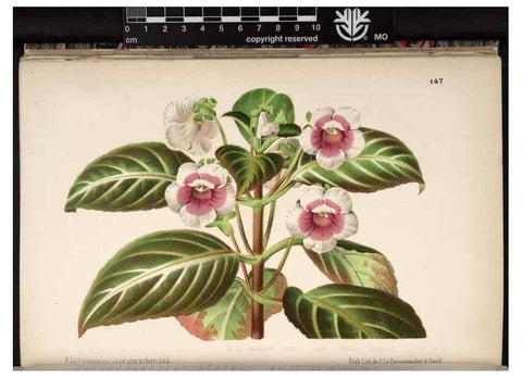 Reproducción/Reproduction 49691212042: L'Illustration horticole :. Gand, Belgium :Imprimerie et lithographie de F. et E. Gyselnyck,1854-1896.. 