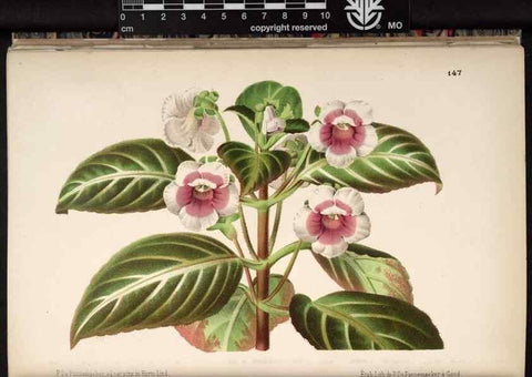 Reproducción/Reproduction 49691212042: L'Illustration horticole :. Gand, Belgium :Imprimerie et lithographie de F. et E. Gyselnyck,1854-1896.. 