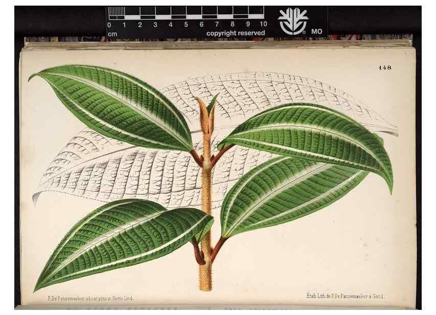 Reproducción/Reproduction 49690368898: L'Illustration horticole :. Gand, Belgium :Imprimerie et lithographie de F. et E. Gyselnyck,1854-1896.. 