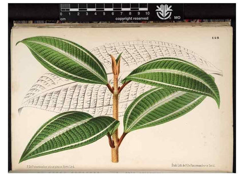 Reproducción/Reproduction 49690368898: L'Illustration horticole :. Gand, Belgium :Imprimerie et lithographie de F. et E. Gyselnyck,1854-1896.. 
