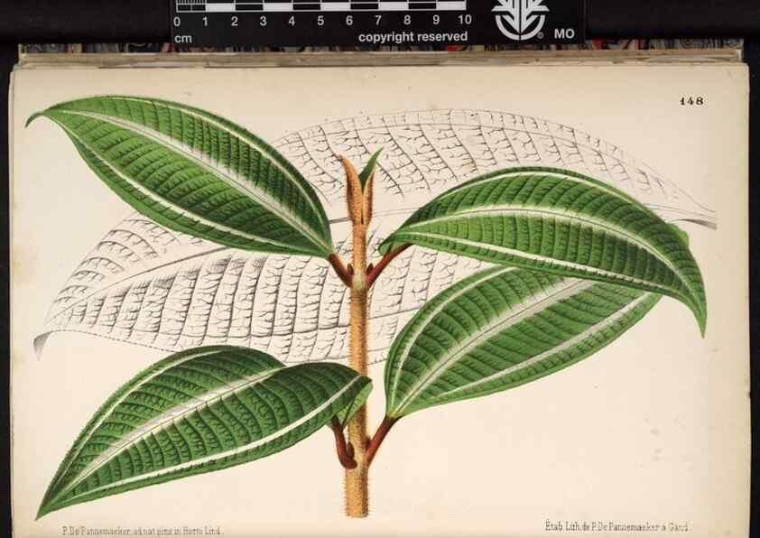 Reproducción/Reproduction 49690368898: L'Illustration horticole :. Gand, Belgium :Imprimerie et lithographie de F. et E. Gyselnyck,1854-1896.. 