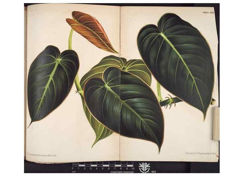 Reproducción/Reproduction 49690369183: L'Illustration horticole :. Gand, Belgium :Imprimerie et lithographie de F. et E. Gyselnyck,1854-1896.. 