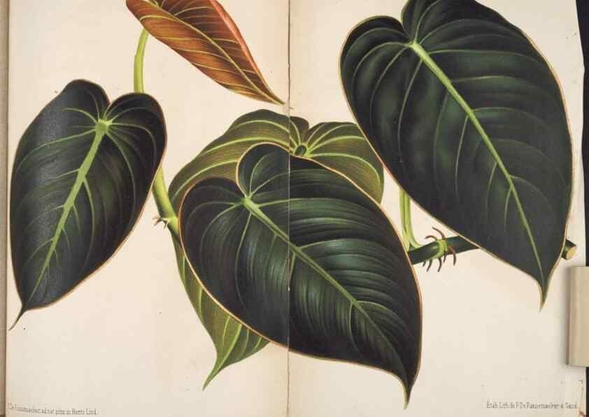 Reproducción/Reproduction 49690369183: L'Illustration horticole :. Gand, Belgium :Imprimerie et lithographie de F. et E. Gyselnyck,1854-1896.. 