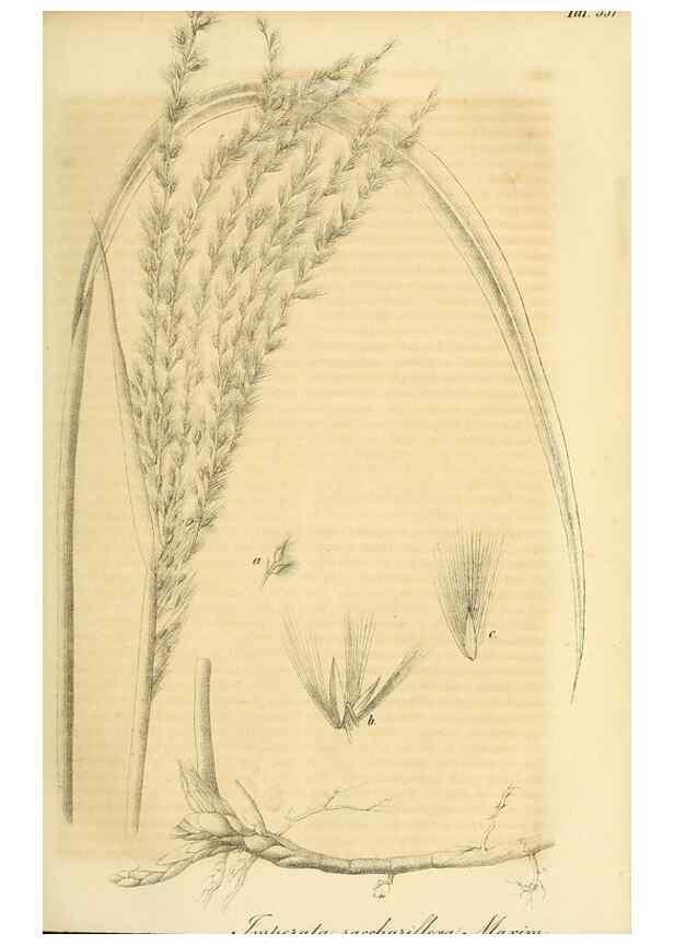 Reproducción/Reproduction 49691291876: Gartenflora.. Erlangen :F. Enke,1852-1940.. 