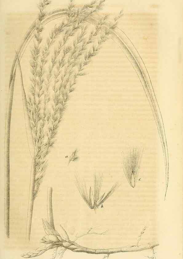 Reproducción/Reproduction 49691291876: Gartenflora.. Erlangen :F. Enke,1852-1940.. 