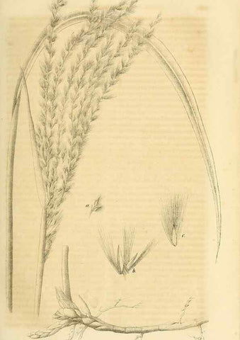 Reproducción/Reproduction 49691291876: Gartenflora.. Erlangen :F. Enke,1852-1940.. 