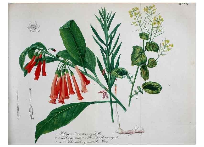Reproducción/Reproduction 49691292136: Gartenflora.. Erlangen :F. Enke,1852-1940.. 