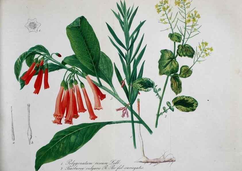 Reproducción/Reproduction 49691292136: Gartenflora.. Erlangen :F. Enke,1852-1940.. 