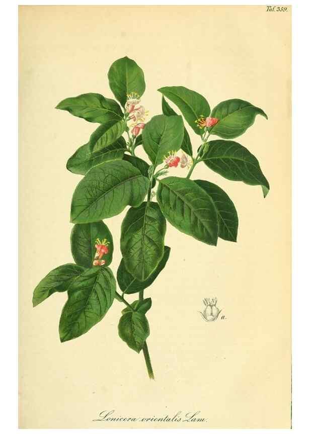 Reproducción/Reproduction 49691601452: Gartenflora.. Erlangen :F. Enke,1852-1940.. 