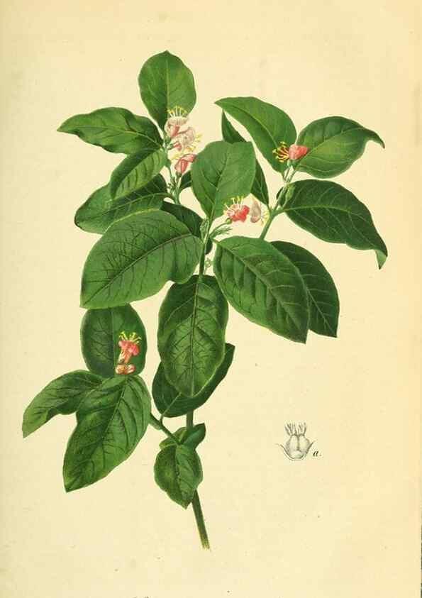 Reproducción/Reproduction 49691601452: Gartenflora.. Erlangen :F. Enke,1852-1940.. 