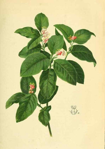 Reproducción/Reproduction 49691601452: Gartenflora.. Erlangen :F. Enke,1852-1940.. 