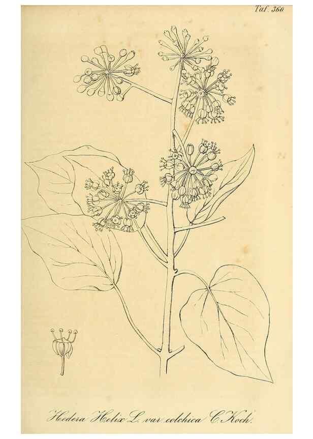 Reproducción/Reproduction 49691602122: Gartenflora.. Erlangen :F. Enke,1852-1940.. 