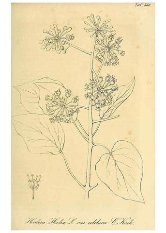Reproducción/Reproduction 49691602122: Gartenflora.. Erlangen :F. Enke,1852-1940.. 
