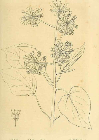 Reproducción/Reproduction 49691602122: Gartenflora.. Erlangen :F. Enke,1852-1940.. 