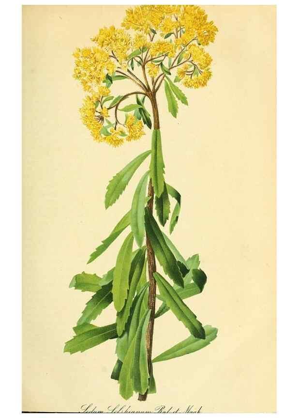 Reproducción/Reproduction 49691602802: Gartenflora.. Erlangen :F. Enke,1852-1940.. 