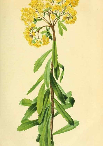 Reproducción/Reproduction 49691602802: Gartenflora.. Erlangen :F. Enke,1852-1940.. 