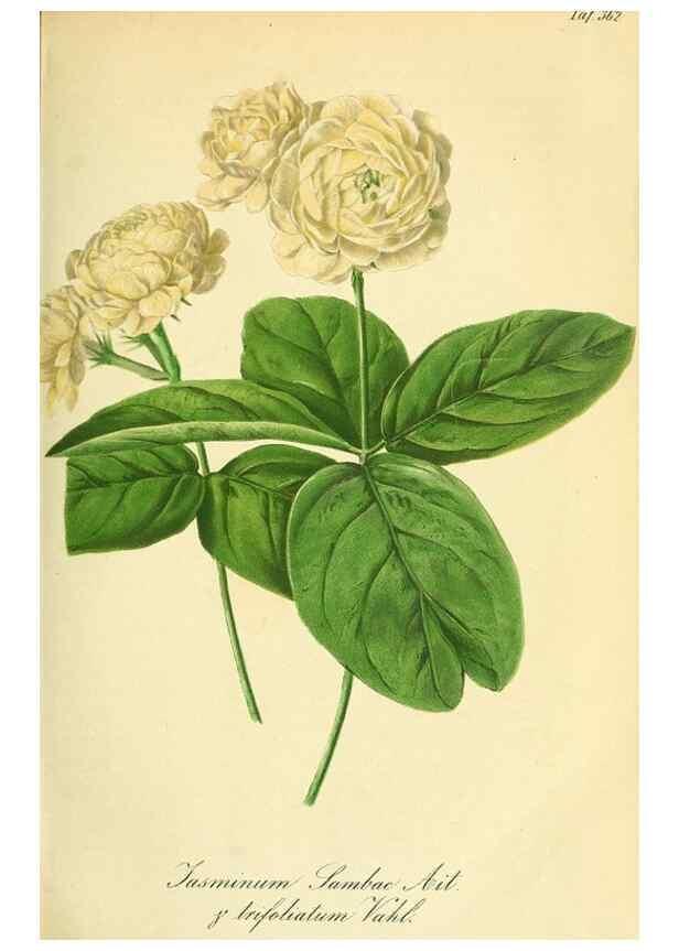 Reproducción/Reproduction 49690759198: Gartenflora.. Erlangen :F. Enke,1852-1940.. 