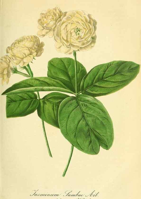 Reproducción/Reproduction 49690759198: Gartenflora.. Erlangen :F. Enke,1852-1940.. 
