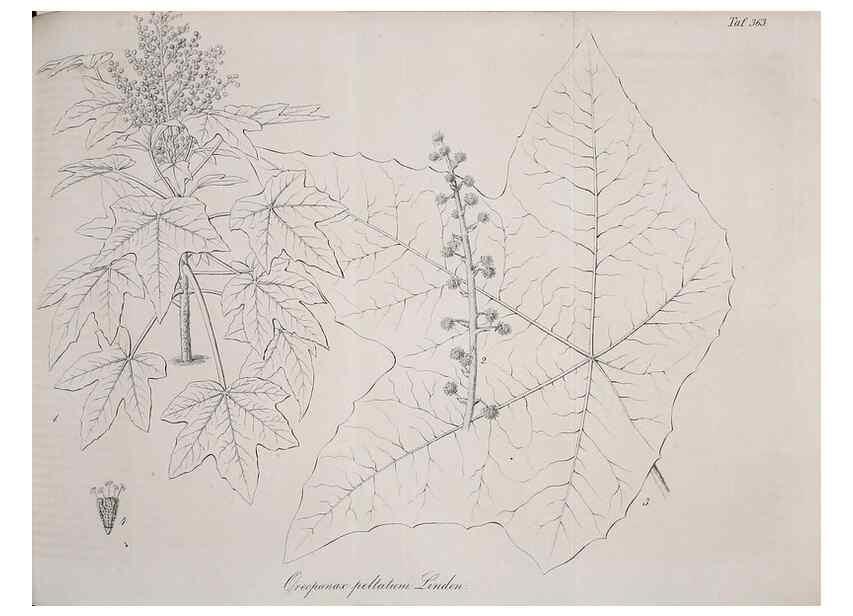 Reproducción/Reproduction 49690759493: Gartenflora.. Erlangen :F. Enke,1852-1940.. 