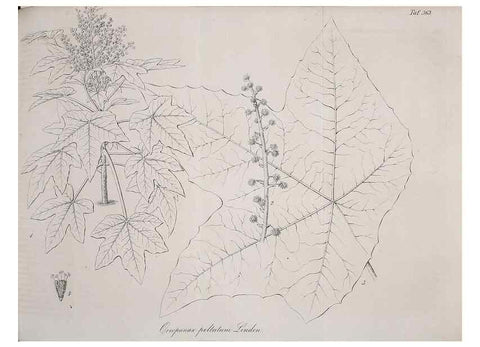Reproducción/Reproduction 49690759493: Gartenflora.. Erlangen :F. Enke,1852-1940.. 