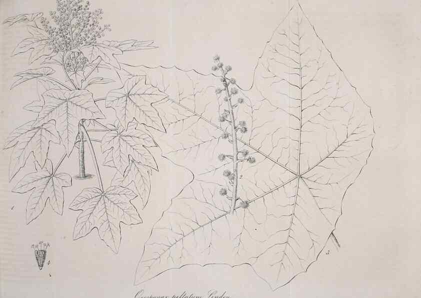 Reproducción/Reproduction 49690759493: Gartenflora.. Erlangen :F. Enke,1852-1940.. 