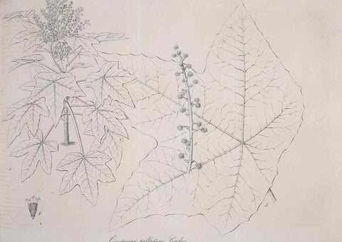 Reproducción/Reproduction 49690759493: Gartenflora.. Erlangen :F. Enke,1852-1940.. 