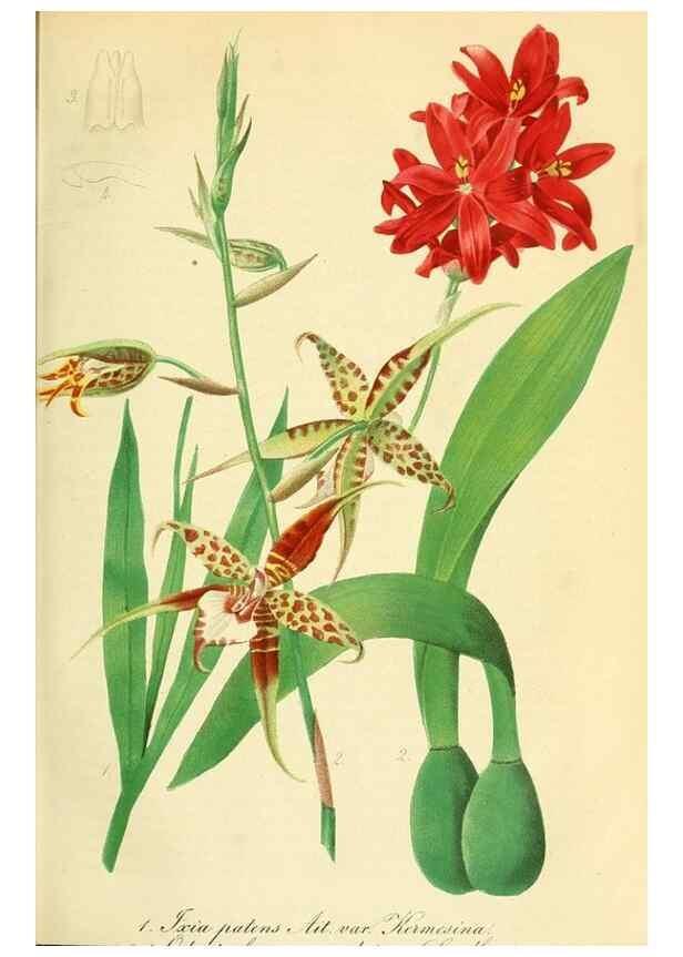 Reproducción/Reproduction 49691291076: Gartenflora.. Erlangen :F. Enke,1852-1940.. 