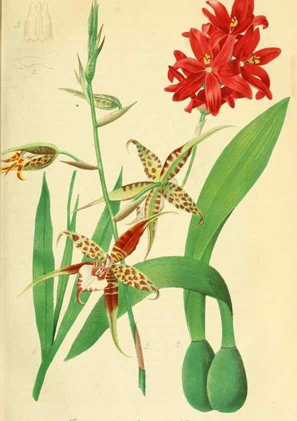 Reproducción/Reproduction 49691291076: Gartenflora.. Erlangen :F. Enke,1852-1940.. 