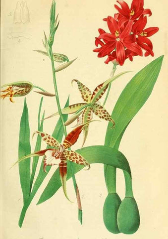 Reproducción/Reproduction 49691291076: Gartenflora.. Erlangen :F. Enke,1852-1940.. 