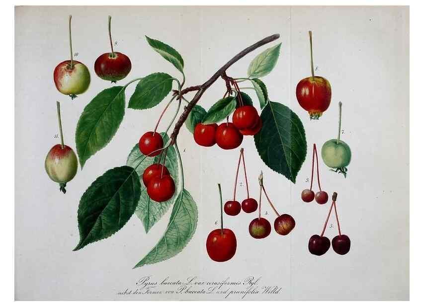 Reproducción/Reproduction 49691603727: Gartenflora.. Erlangen :F. Enke,1852-1940.. 