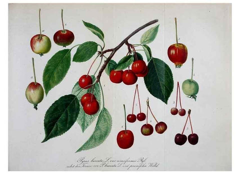 Reproducción/Reproduction 49691603727: Gartenflora.. Erlangen :F. Enke,1852-1940.. 